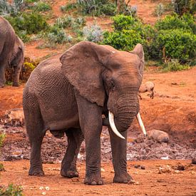 elefant in südafrika von Niels Aben