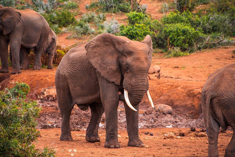elephant in south africa by Niels Aben