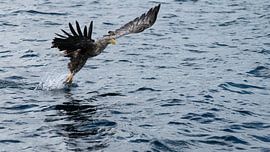 Majestic Catch by Suzanne Bruinsma