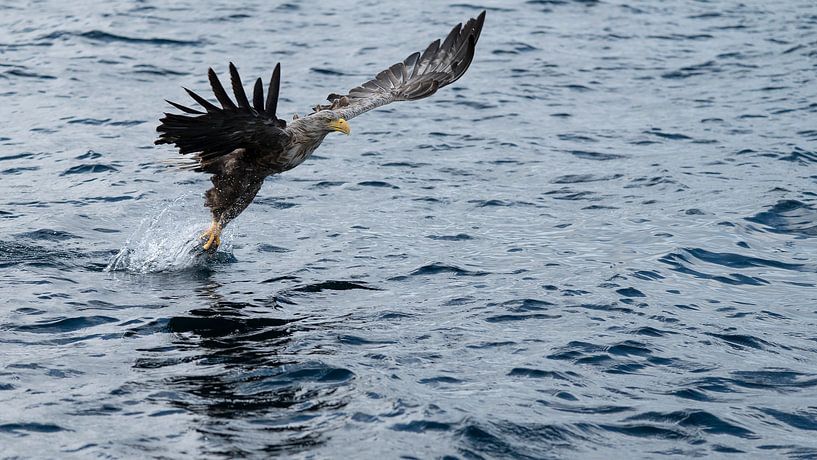 Majestic Catch van Suzanne Bruinsma