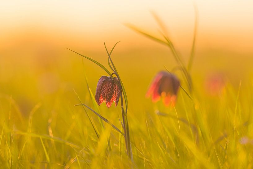 Fritillaria meleagris in een weide tijdens een mooie voorjaarszonsopgang van Sjoerd van der Wal Fotografie