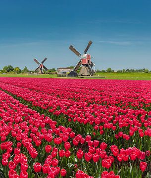 Les moulins à vent De Doesmolen et De Kalkmolen, champ de tulipes rouges