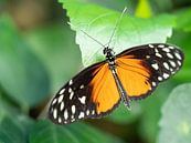 Mooi gekleurde vlinder hangend aan een groen blad. van Mariëtte Plat thumbnail