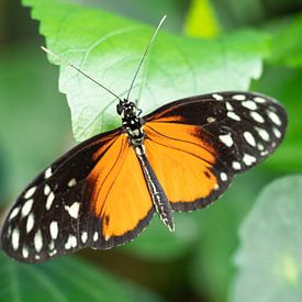 Mooi gekleurde vlinder hangend aan een groen blad. von Mariëtte Plat