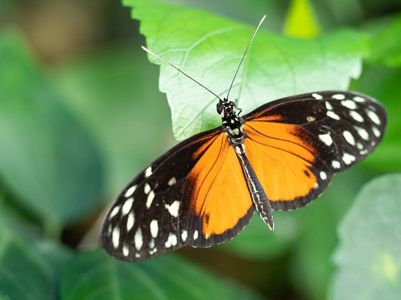 Mooi gekleurde vlinder hangend aan een groen blad. van Mariëtte Plat