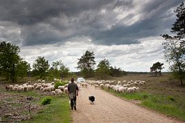 Schafherde von Evert Jan Kip