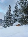 Besneeuwde bomen en een hut, Davos, Graubünden, Zwitserland van Rene van der Meer thumbnail
