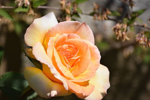 Rose orangée dans un jardin ensoleillé