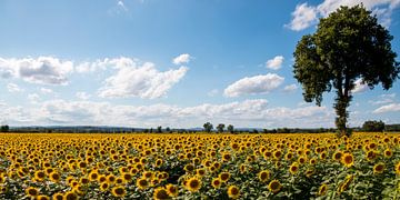 Sonnenblumenfeld in der Toskana. von Bert Branje