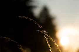 Grassprietje van Bart Zwinkels