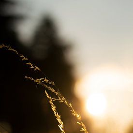 Grassprietje von Bart Zwinkels