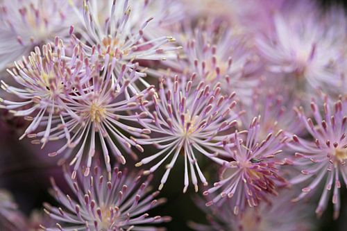 bloem met kleine bloemetjes