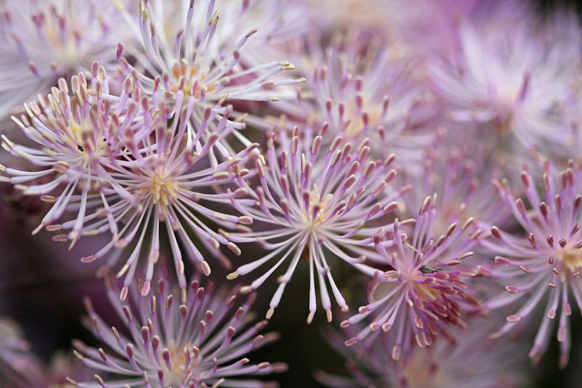 bloem met kleine bloemetjes von Klaase Fotografie
