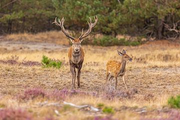 Edelherten op de Hoge Veluwe, Nederland van Gert Hilbink