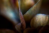 Flower leaves of a hydrangea as abstract forms