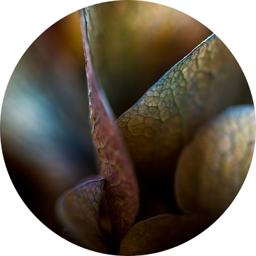 Bloembladeren van een Hortensia als abstracte vormen van Jenco van Zalk