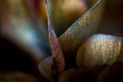 Blütenblätter einer Hortensie als abstrakte Formen
