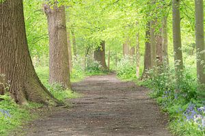 Follow the path (beautiful avenue among old trees and woodland hyacinths)