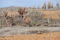 Landscapes on Bonaire. by Silvia Weenink thumbnail