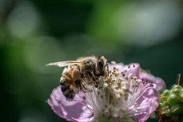 Bee on flower purple by Patrick Pasicnjek