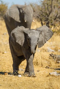 Young elephant by Denis Feiner