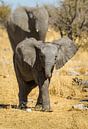Young elephant by Denis Feiner thumbnail