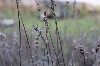 Frozen Lavender
