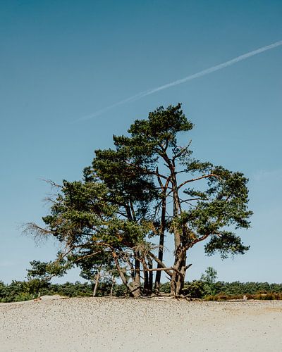 Boom in de Soester Duinen | Utrecht, Nederland