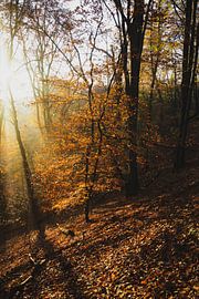 National Park South-Kennemerland 003 by Gerhard Niezen Photography