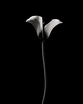 Fleur en noir et blanc, calice sur Studio Allee