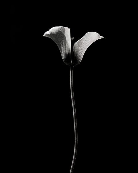 Flower in black and white, calyx by Studio Allee