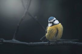Blue Tit by Thomas de Franzoni