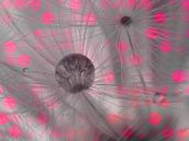 Löwenzahn Makrofotografie Wassertropfen pink by Deern vun Diek thumbnail