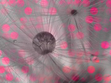 Löwenzahn Makrofotografie Wassertropfen pink