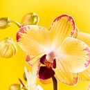 Indoor houseplant yellow orchid by Iryna Melnyk thumbnail