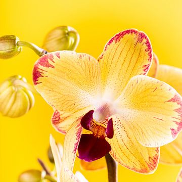 Indoor houseplant yellow orchid by Iryna Melnyk