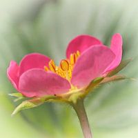 Aardbeibloempje