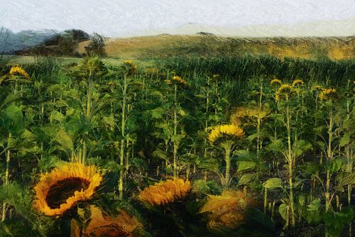 zonnebloemenveld