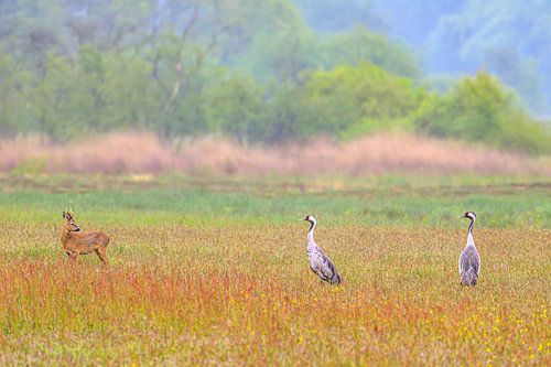 Des grues se reposant et se nourrissant dans un champ au printemps
