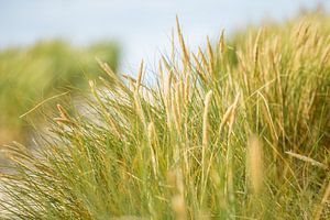 Casque d'herbes dans le vent