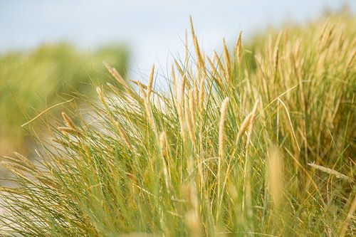 Helmgrassen in de wind