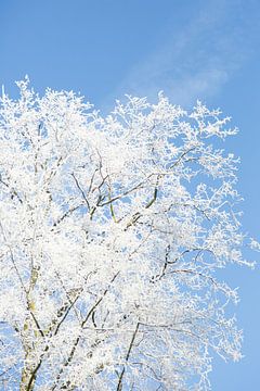 Winter in Nederland | Sneeuw in de bomen  van Chantal Cornet