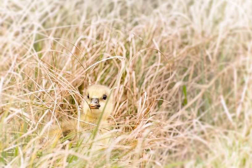 Küken versteckt im grass von Christa Thieme-Krus