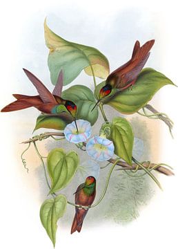 Rainbow, John Gould van Hummingbirds
