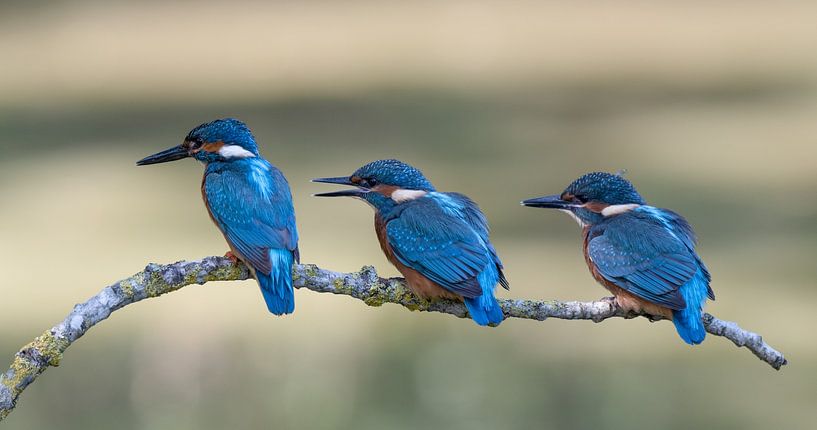 Patient or impatient? Two young kingfishers waiting for their fish! by Robert Kok