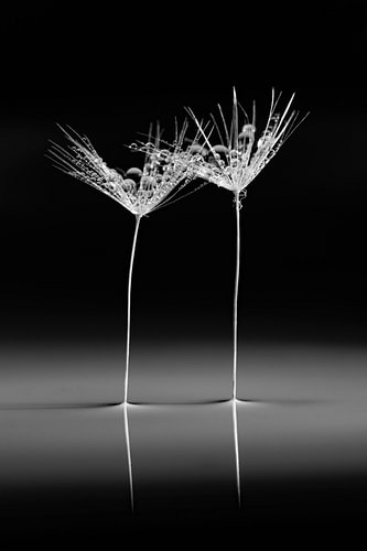 Chic and elegant in black and white: Together in the void by Marjolijn van den Berg