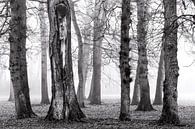 Birches in the mist by Jurjen Veerman thumbnail