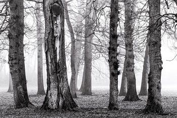 Birken im Nebel