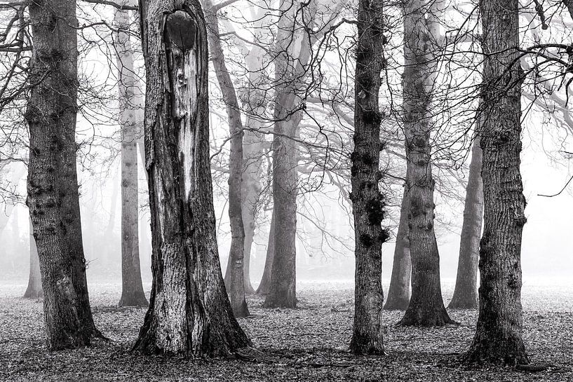 Birches in the mist by Jurjen Veerman