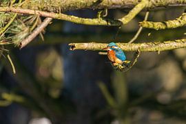 IJsvogel Amsterdamse Waterleidingduinen van Merijn Loch